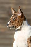 BASENJI 227